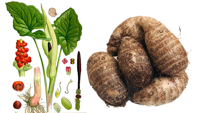 Củ ráy có tác dụng gì?