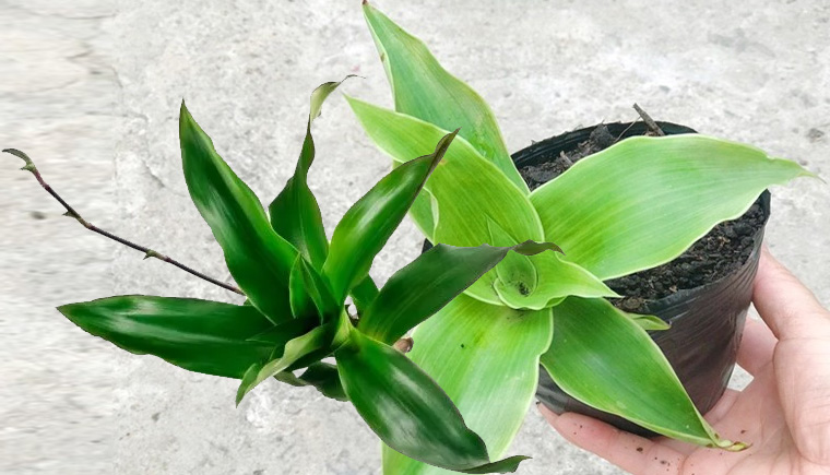 Lá lược vàng có tác dụng gì?