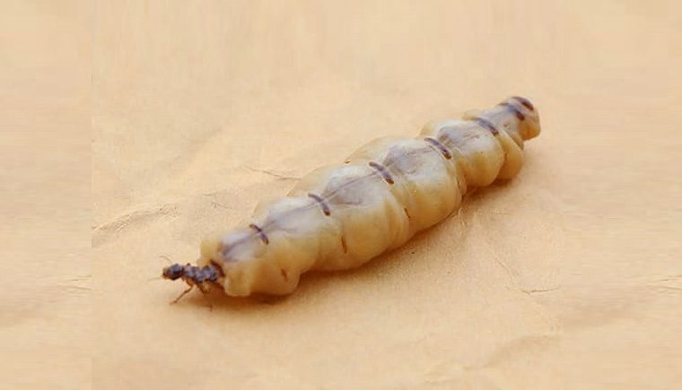 Mối chúa có tác dụng gì?