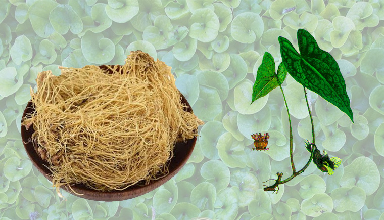 Tế tân có tác dụng gì?