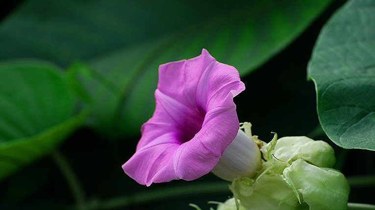 Cây bạc thau chữa bệnh gì?