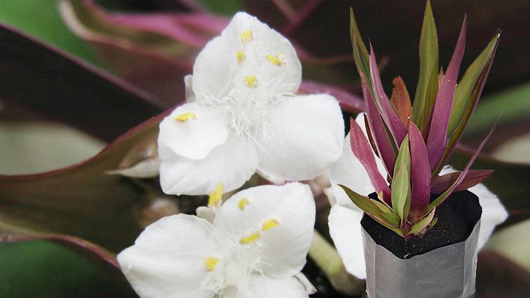 Cây lẻ bạn trị bệnh gì?