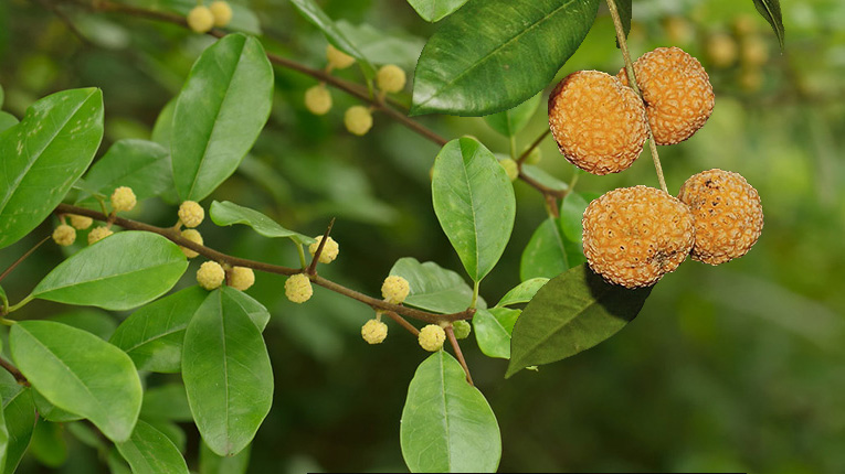 Cây mỏ quạ chữa bệnh gì?