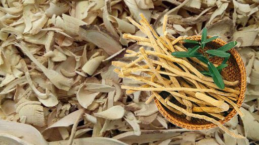 Cây xáo tam phân trị bệnh gì?