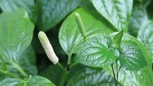 Lá lốt có tác dụng gì?