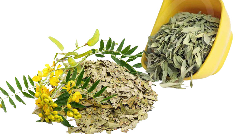 Phan tả diệp có tác dụng gì?