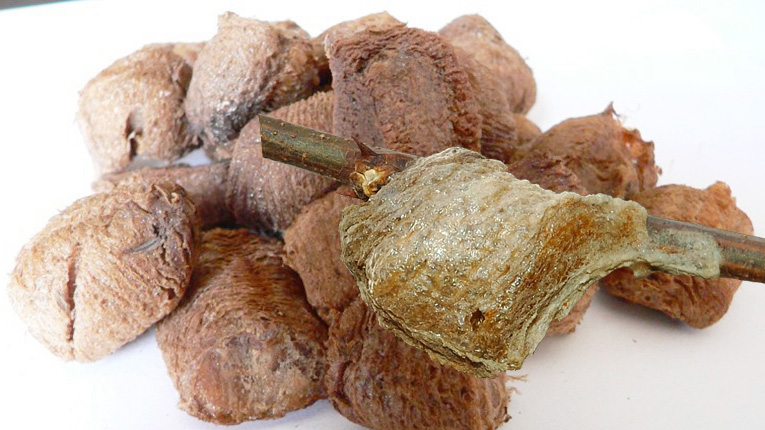 Tổ bọ ngựa có tác dụng gì?