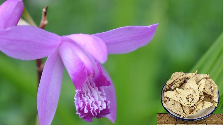 Bạch cập có tác dụng gì?