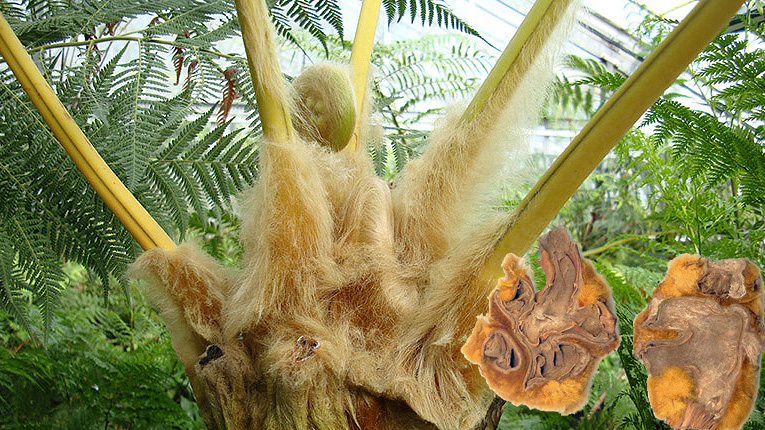 Cẩu tích có tác dụng gì?