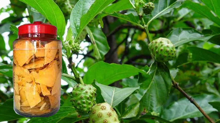 Rễ nhàu có tác dụng gì