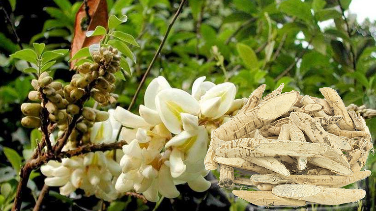 Sâm cát có tác dụng gì?