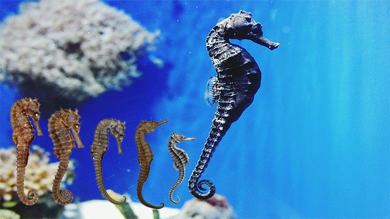 Cá ngựa có tác dụng gì?