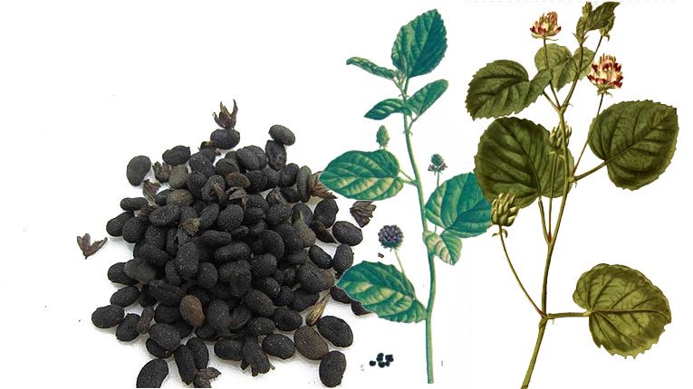 Phá cố chỉ có tác dụng gì?