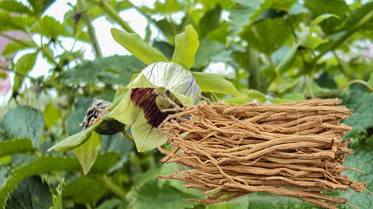 Đẳng sâm có tác dụng gì?