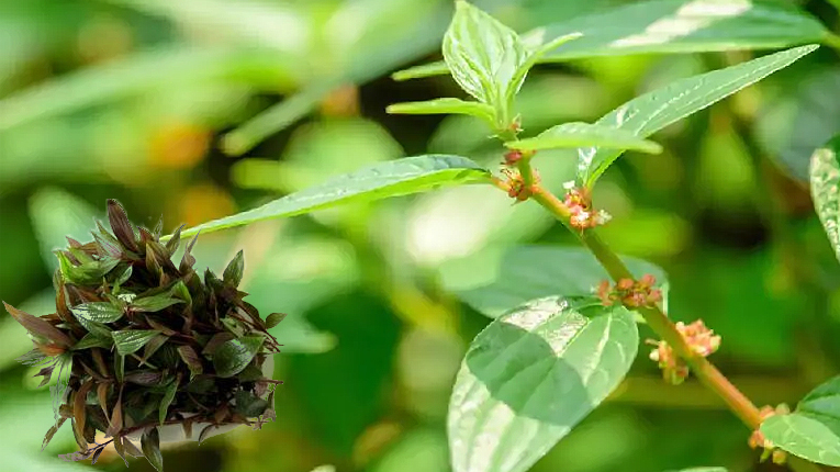 Cây thuốc dòi có tác dụng gì?