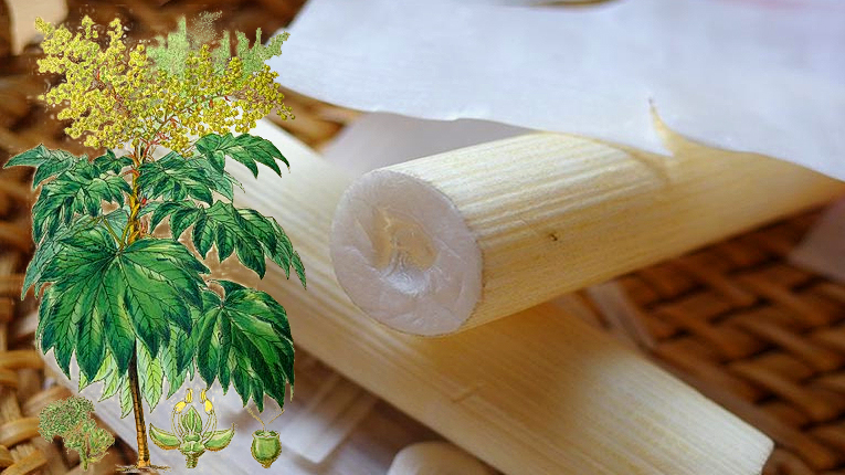 Cây thông thảo có tác dụng gì?