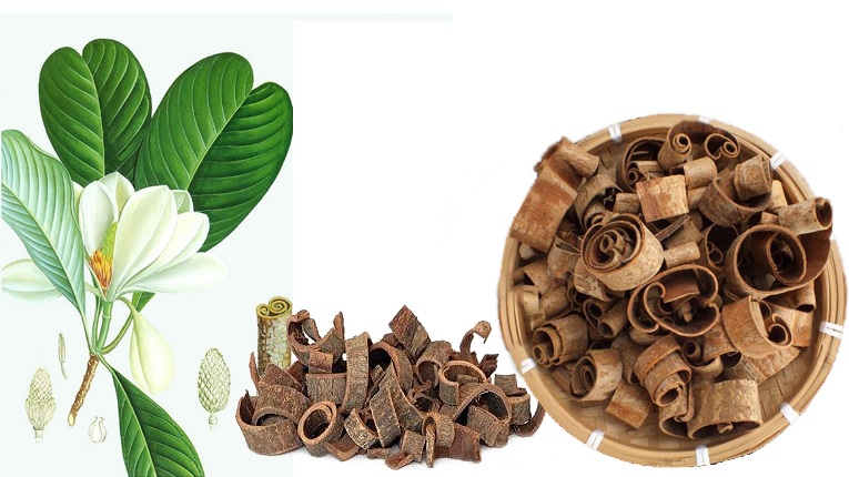Hậu phác có tác dụng gì?