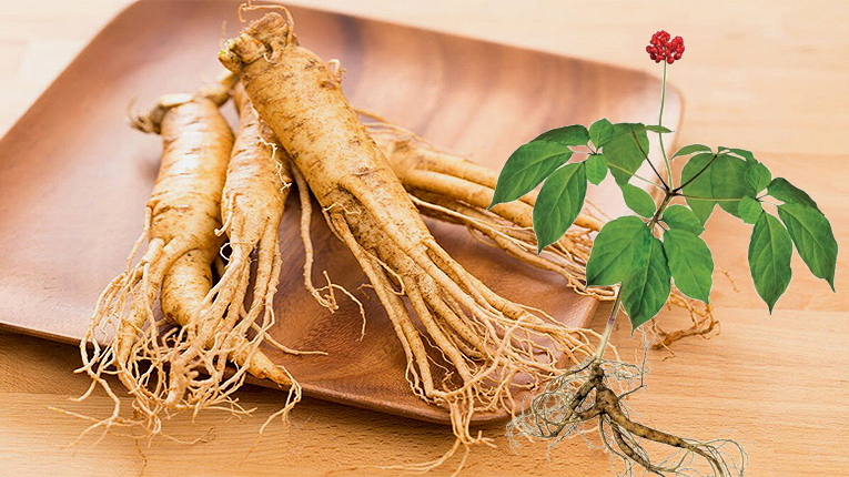 Nhân sâm có tác dụng gì?