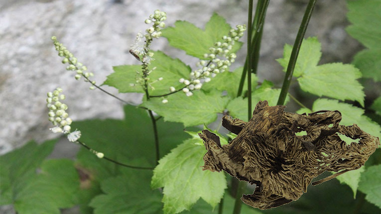 Thăng ma c&oacute; t&aacute;c dụng g&igrave;? Thăng ma chữa vi&ecirc;m họng, dạ d&agrave;y n&oacute;ng,...
