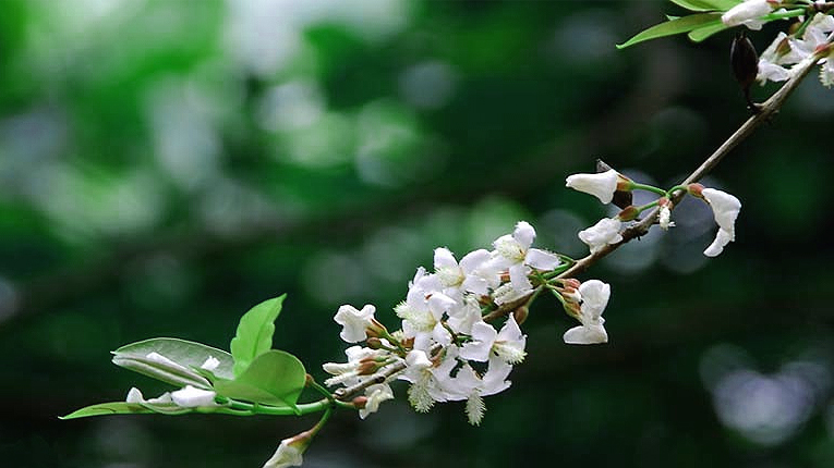 Cây thành ngạnh chữa bệnh gì?