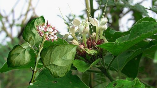 Cây bạch đồng nữ có tác dụng gì?