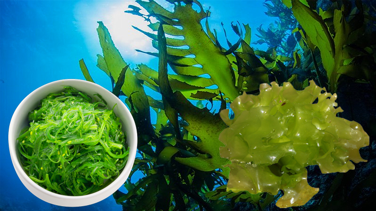 Hải tảo có tác dụng gì?