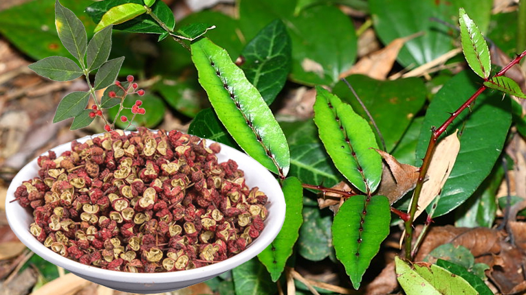 Cây xuyên tiêu có tác dụng gì?