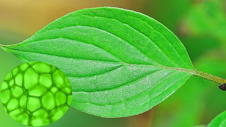 Chlorophyll có tác dụng gì