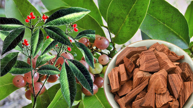Cây cơm rượu có tác dụng gì?