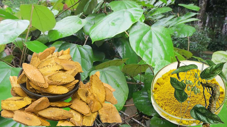 Cây hoàng đằng có tác dụng gì?