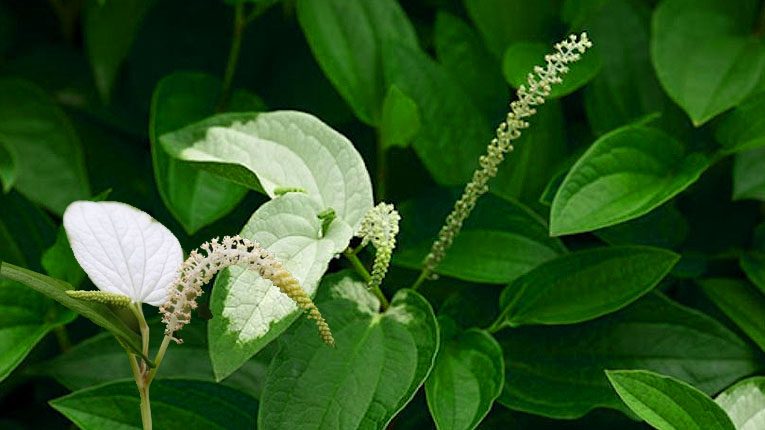 Cây hàm ếch có tác dụng gì?
