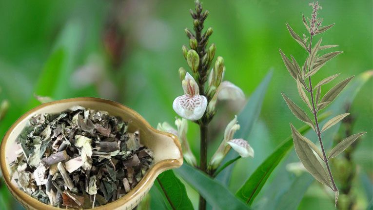 Cây thanh táo có tác dụng gì?