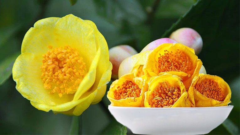 Cây trà hoa vàng có tác dụng gì?