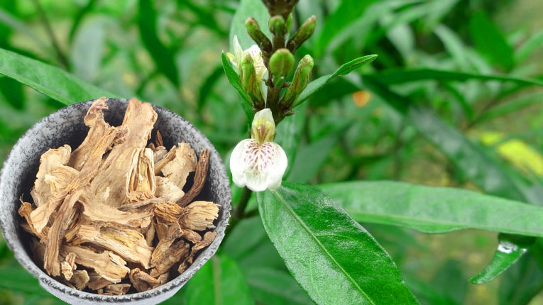Cây tần giao có tác dụng gì?