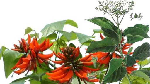 Cây vông nem có tác dụng gì?
