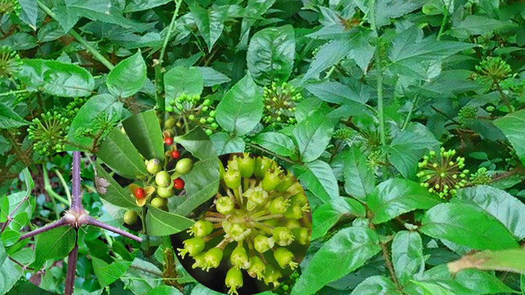 Cây đơn châu chấu có tác dụng gì?