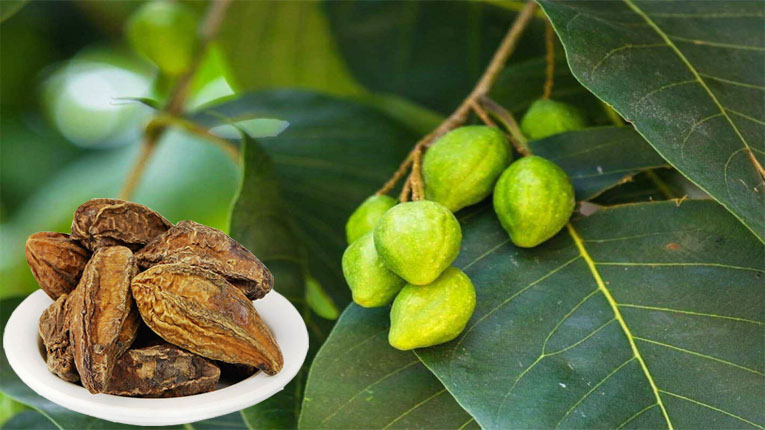 Quả chiêu liêu có tác dụng gì Quả chiêu liêu có tác dụng gì