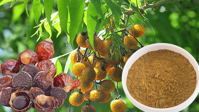quả bồ hòn có tác dụng gì?