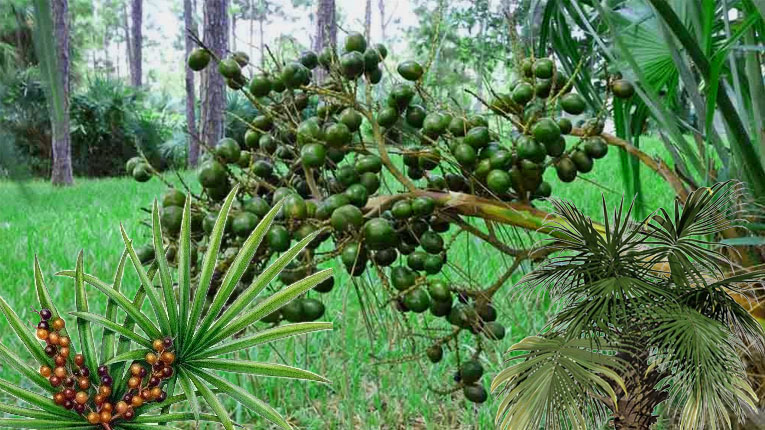 Cây cọ lùn có tác dụng gì?