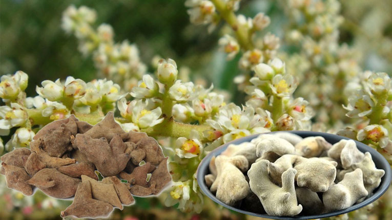 Ngũ bội tử có tác dụng gì?