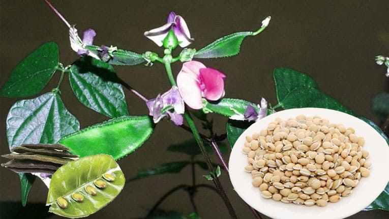 Bạch biển đậu có tác dụng gì?