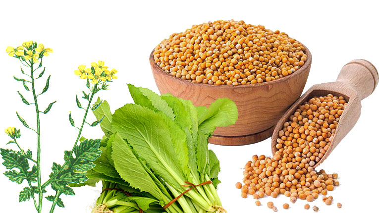 Bạch giới tử có tác dụng gì? 