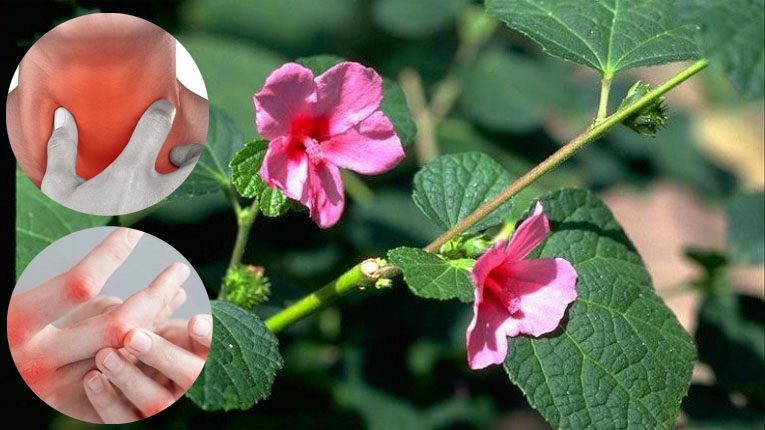 Cây ké hoa đào có tác dụng gì