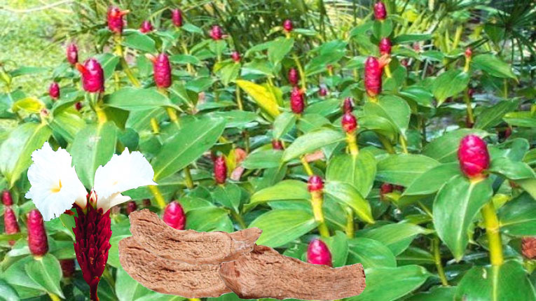 Cây mía dò chữa bệnh gì