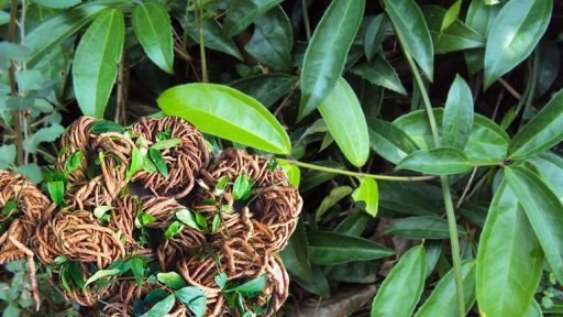 Sâm xuyên đá có tác dụng gì?