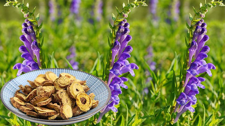 Rễ hoàng cầm có tác dụng gì? 