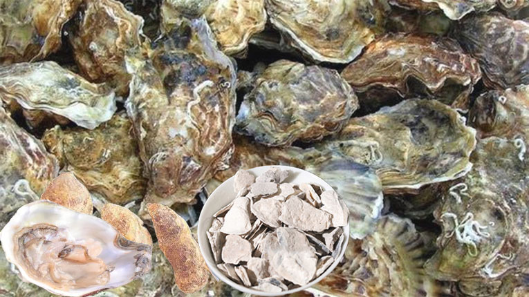 Mẫu lệ có tác dụng gì? Mẫu lệ có tác dụng gì?