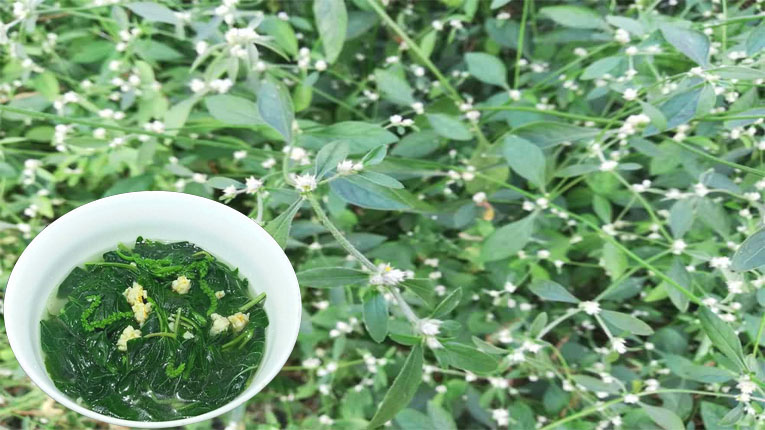 Rau dệu có tác dụng gì