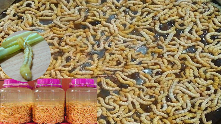Sâu chít có tác dụng gì Sâu chít có tác dụng gì