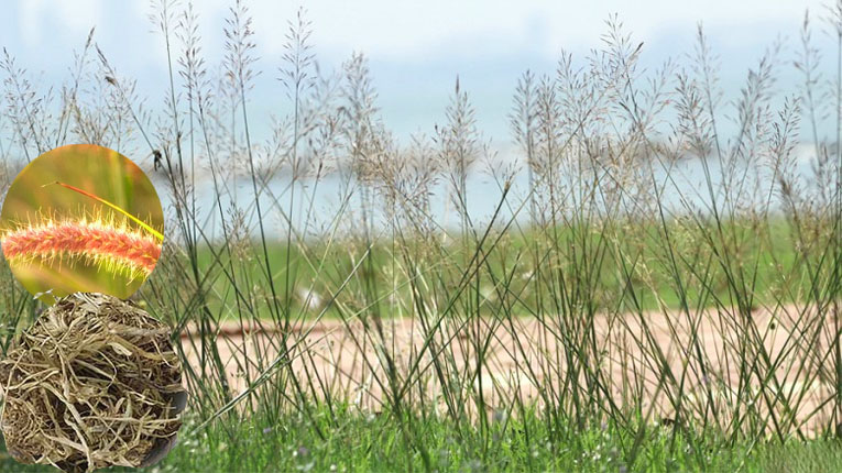 Cây cỏ may có tác dụng gì